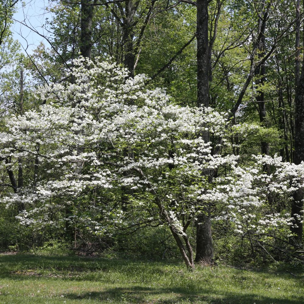 Dogwood Bare Root Plant, Flowering Dogwood Tree Live Plant, 12-18 Inches Tall, Spring Blooms, Flowering Ornamental Tree for Outdoor Garden