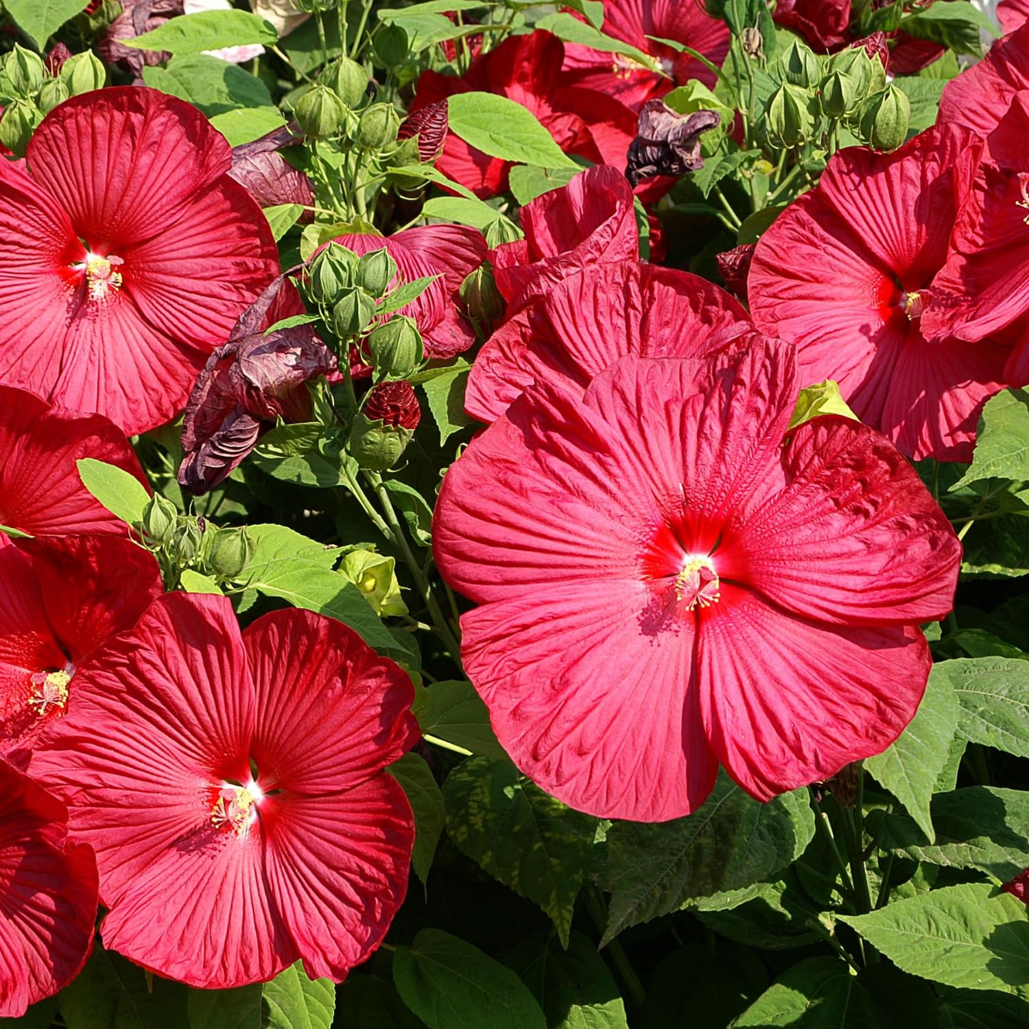 2 Red Hibiscus Plants Live, 5-9" Tall, Hardy Hibiscus Tree Live Plant, Hibiscus Flowers Plant