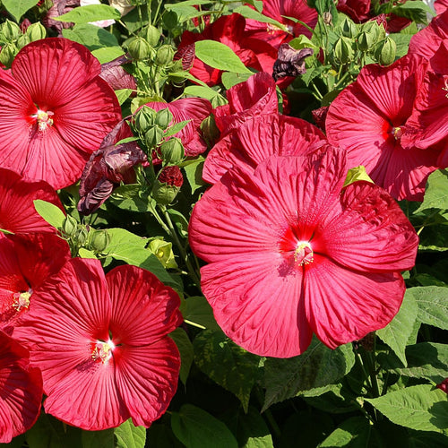 2 Hibiscus Trees Live Plants, 5-8” Tall Hardy Plants Live, Perennial Flowers (Red Hibiscus)