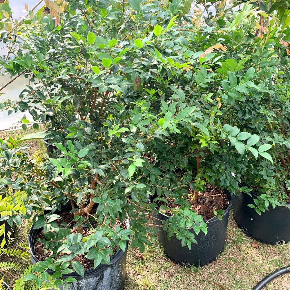 Jaboticaba Fruit Tree, 1-2 Feet Tall in 3 Gallon Container for Home Orchard or Tropical Garden, No Shipping to CA