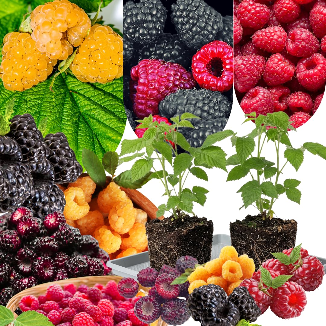 2 Raspberry Plants Live, Random Raspberry Bush for Planting, 4-7" in Tall, Spring Raspberries Cold Hardy