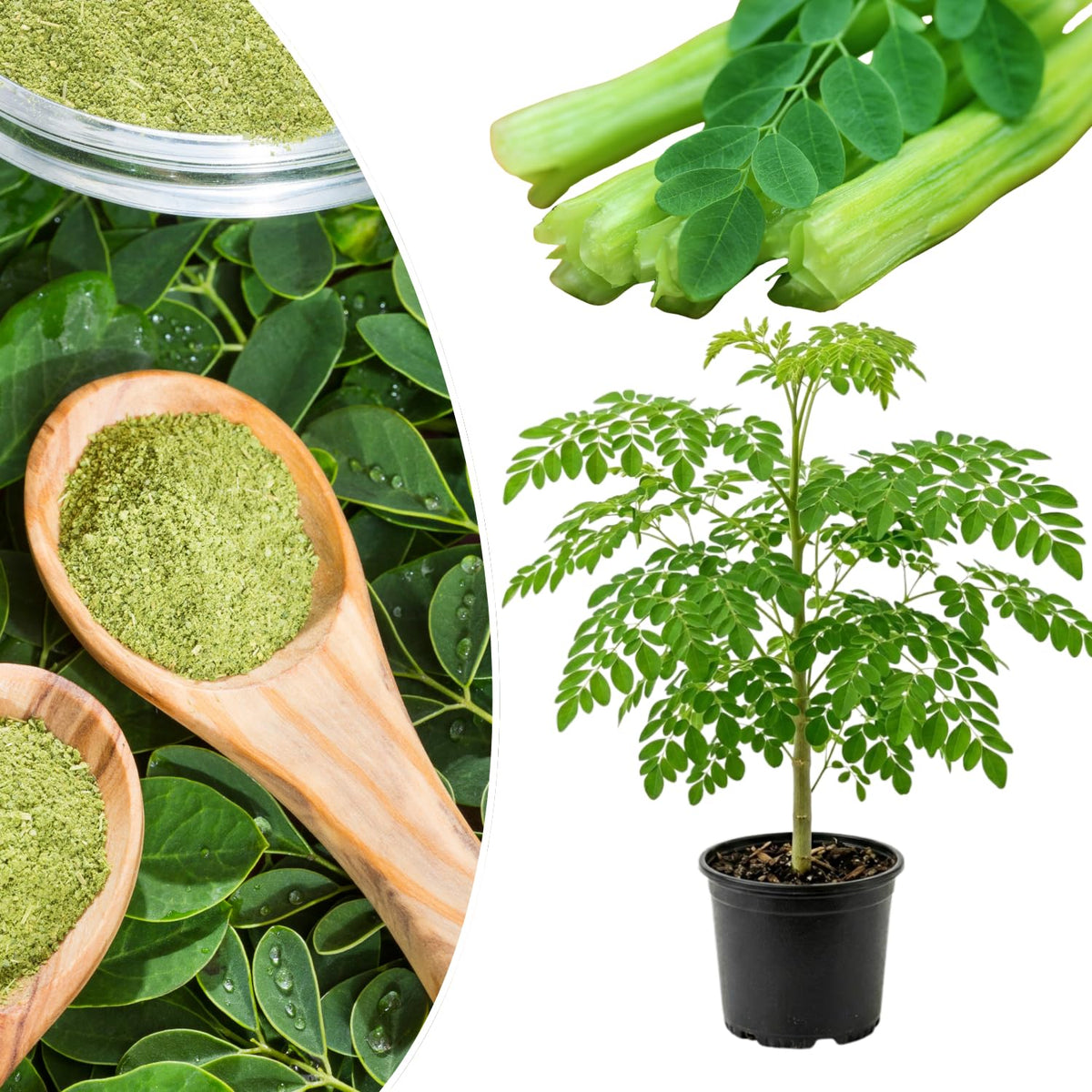 Moringa Tree Plant in Gallon Pot, Moringa Oleifera Drumstick Tree, 1-2 Feet Heights, Hardy Perennial Herb for Planting, No Ship to CA