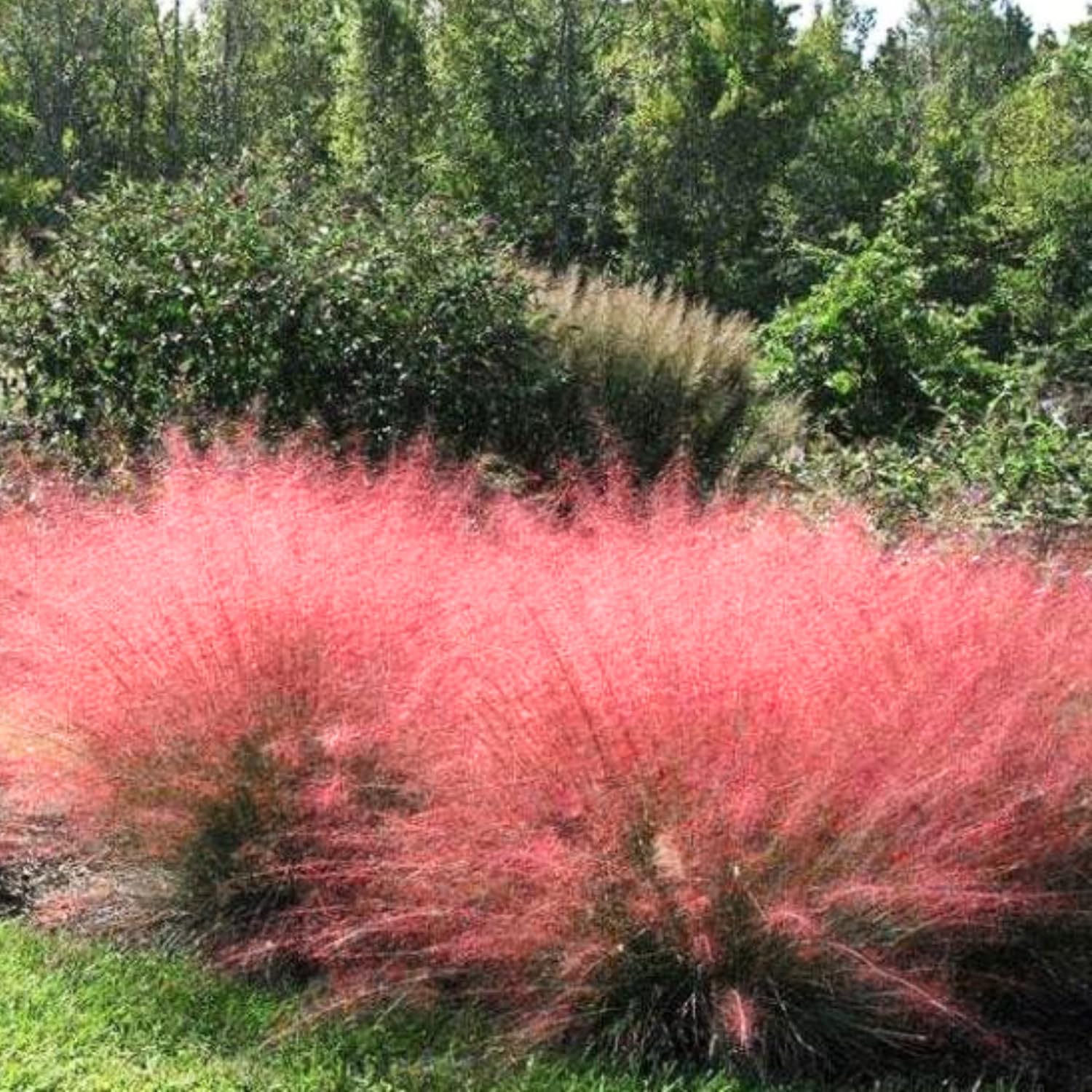 Pack 3 Ruby Muhly Grass Plants Live Clumps, 5-9 Inch Tall, Ornamental Grasses Live Plants Perennial