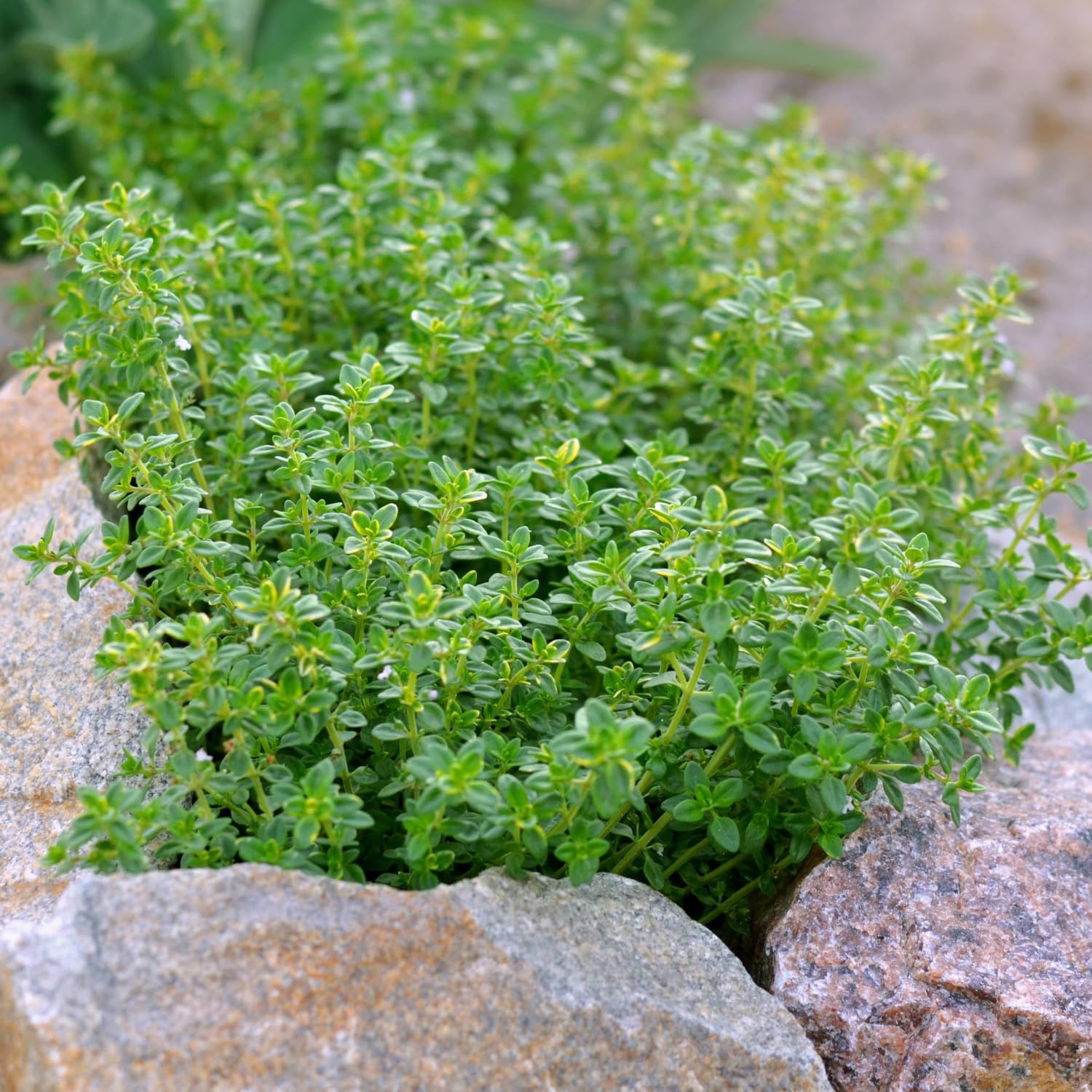 4 Lemon Thyme Live Plants, 4-6" Tall Lemon Thyme Plants, Well-Rooted Starter Plants, Fragrant Culinary Herb for Kitchen, Patio and Garden