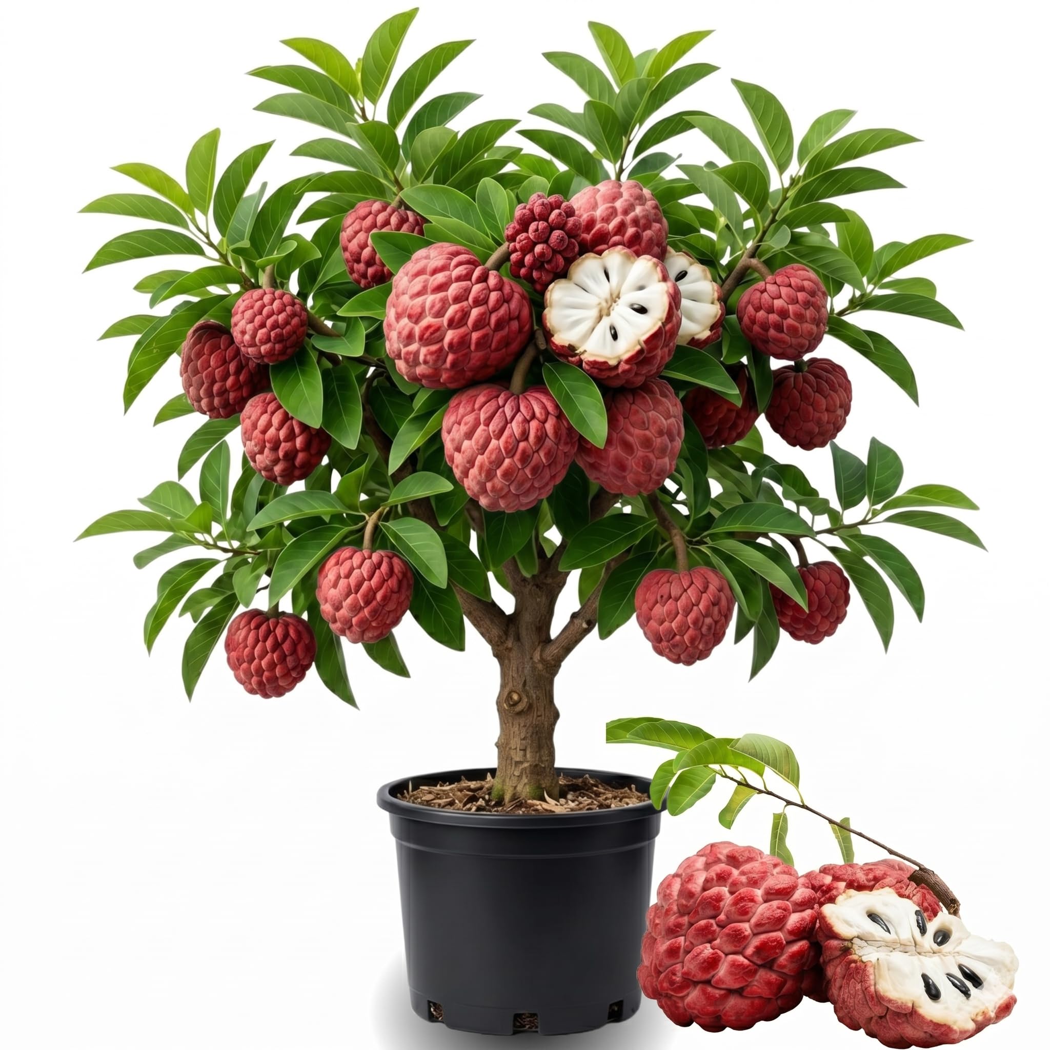 Red Sugar Apple Tree Live Plant, 2-3 Feet Tall in 3 Gallon Pot for Container and Outdoor Planting, No CA