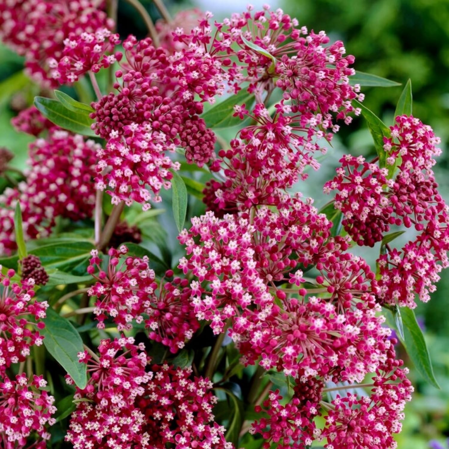 Live Milkweed Plants, 4 Pink Milkweed Live Plants, Asclepias Tuberosa Perennial Flowers for Growing Outdoor Indoor, Flower Plant from 5 to 9 Inches Long