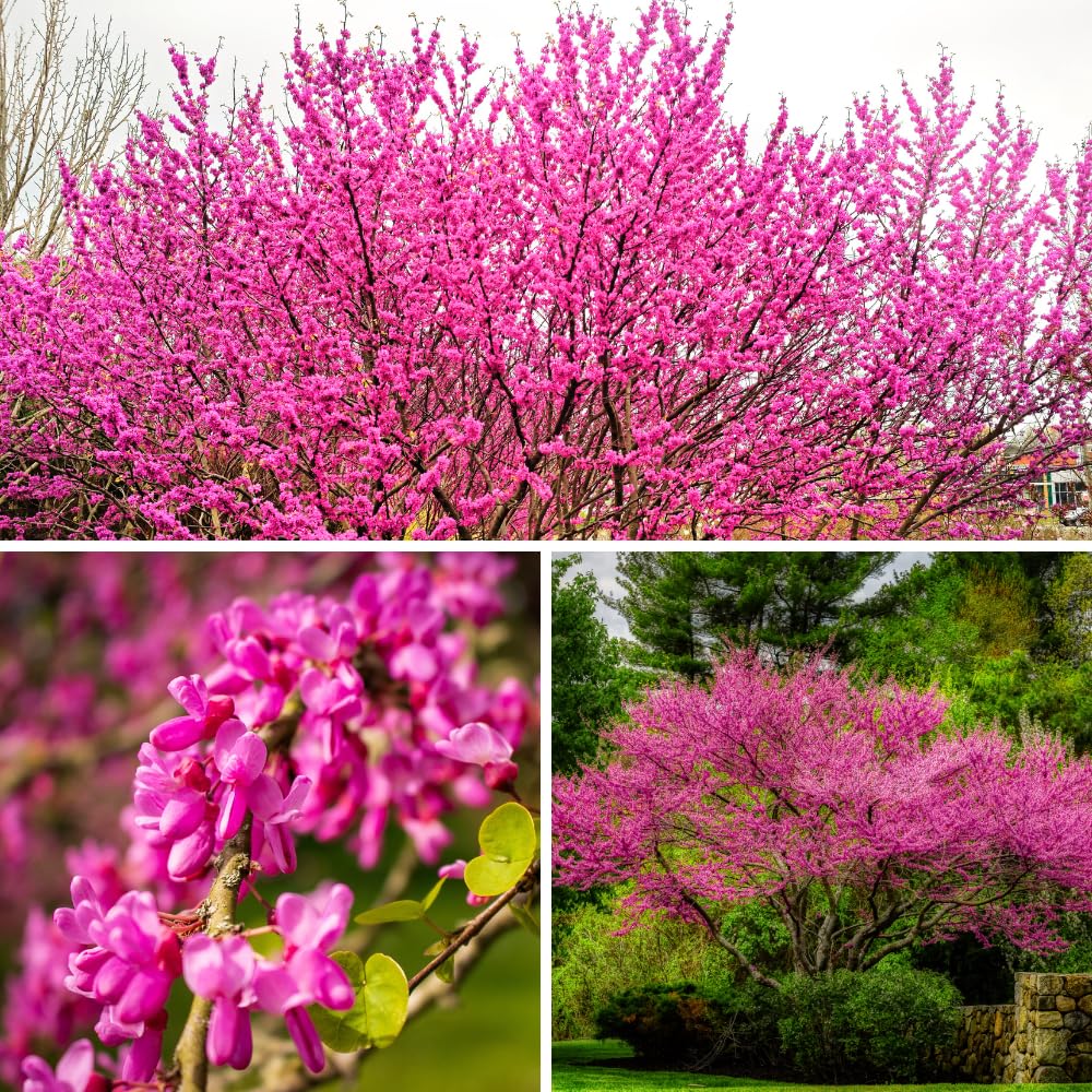 Red Bud Trees Live Plants, Eastern Redbud Tree from 1-2 Feet Height, Cold Hardy and Well Rooted for Spring Blooms