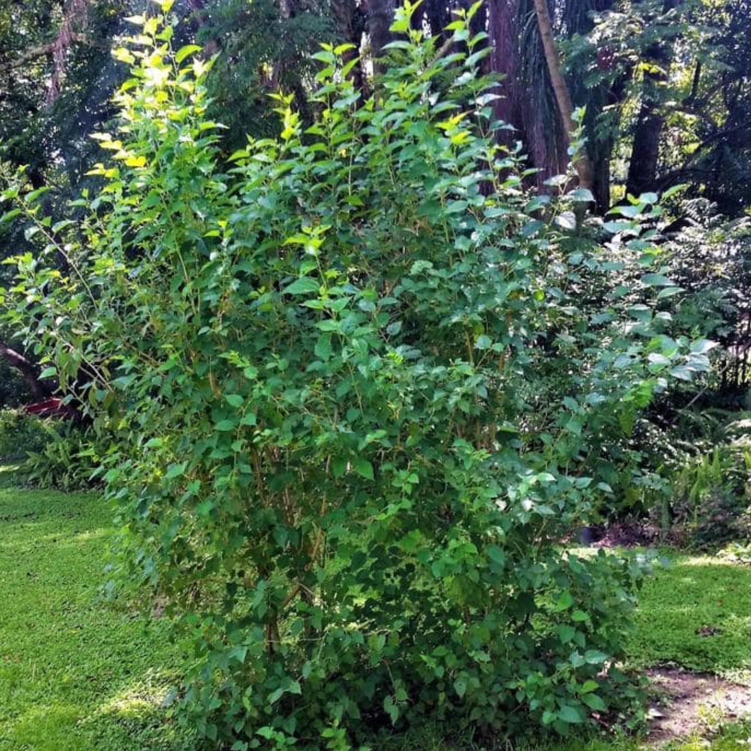 2-Pack Dwarf Mulberry Plants Live, Mulberry Fruit Trees, Hardy Mulberry Trees Live Plants, Mulberry Seedlings, 5-9 Inch Tall