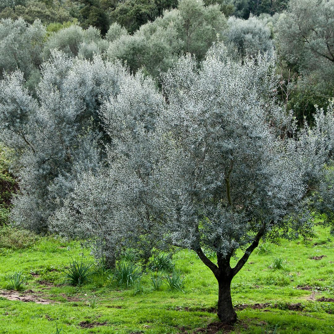 Ready Harvest Olive Tree Live Plant, 2-3 Feet Tall in Pot, High Yielding Plant Outdoor Indoor Garden, No Ship to CA