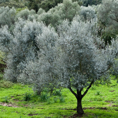 2 Years Old Live Olive Tree Plant, 2-3 Feet Tall, Olive Plant Live 1 Gallon Pot, Ready to Harvest, No CA