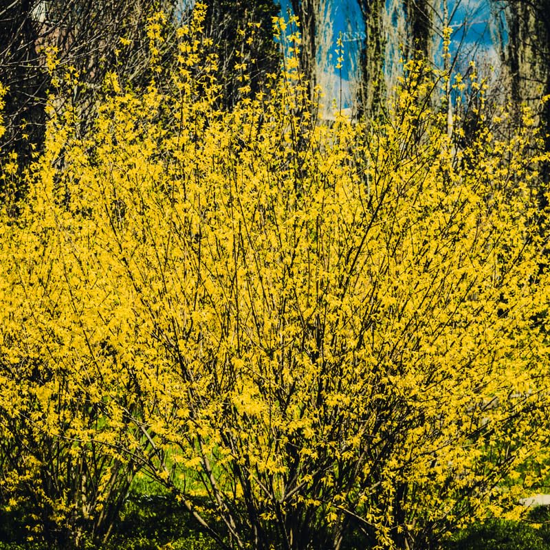 Forsythia Plant, 2 to 3 ft Forsythia Plant Live in Gallon, Yellow Lynwood Bush Shrub Outdoors, Dormant in Winter