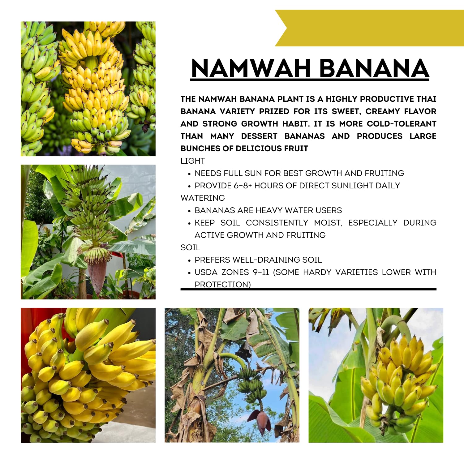 Thai Banana Tree Live Plant, Well Rooted 4-8" Tall, Cold Hardy Tropical Banana Plant Live Well Rooted, Live Banana Fruit