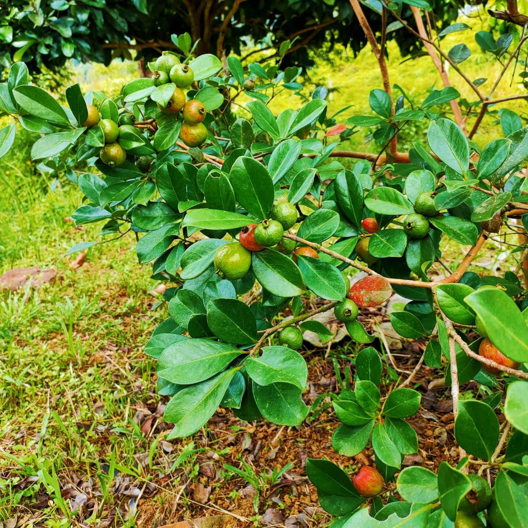 2 Strawberry Guava Trees Live Plants for Outdoor Planting, 4 to 6" Starter Plant, Fragrant and Sweet Guava