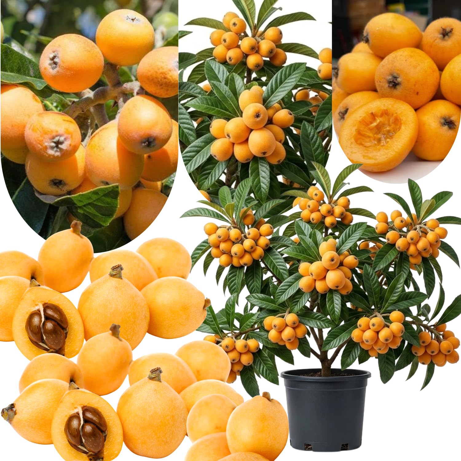 2 Years Old Golden Loquat Tree Plant Live in 3 Gallon Pot, Sweet Loquat Fruit Live Plant Spring Garden Outdoor, No Ship to CA