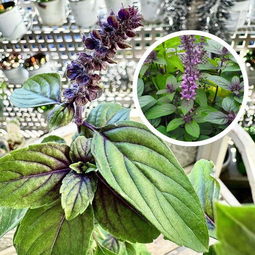 2 Blue Basil Plants Live, Herb Plant Live, Basil Live Plant Well Rooted from 3 to 7 Inc in Height