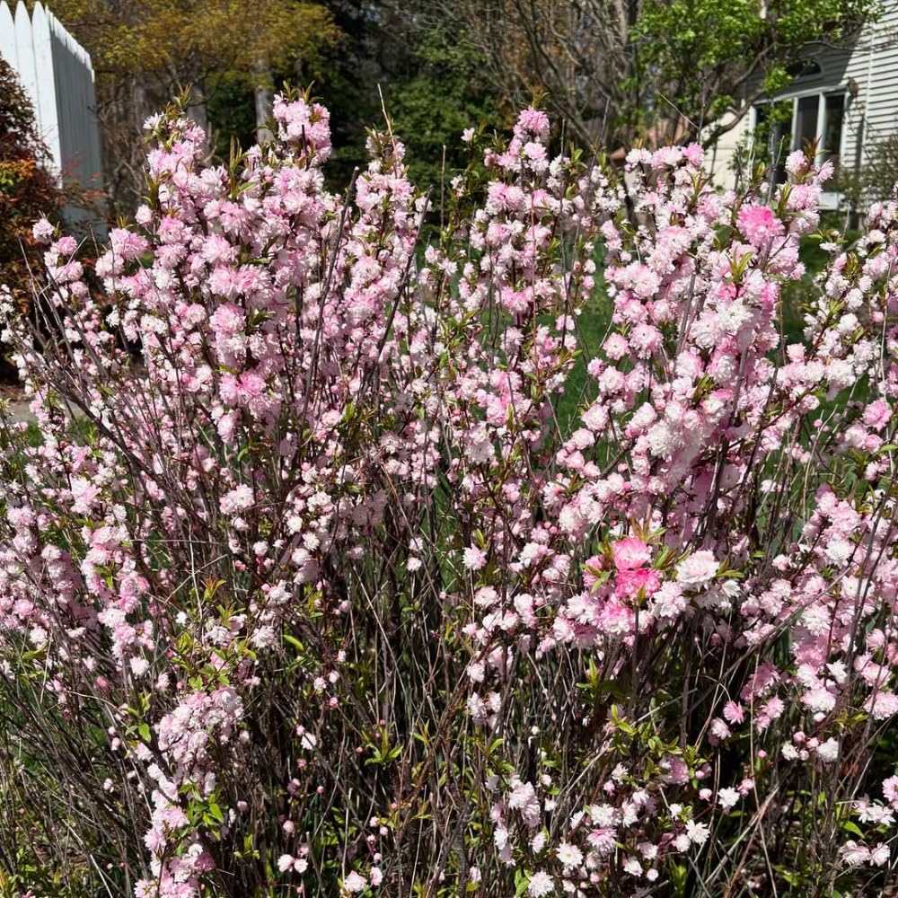 1 Year Old Vibrant Pink Flowering Almond Shrubs Live Plant Tree in Quart Pot, Dormant in Winter, Cold Hardy, Perennial Bush Plant, 6-12" in Tall