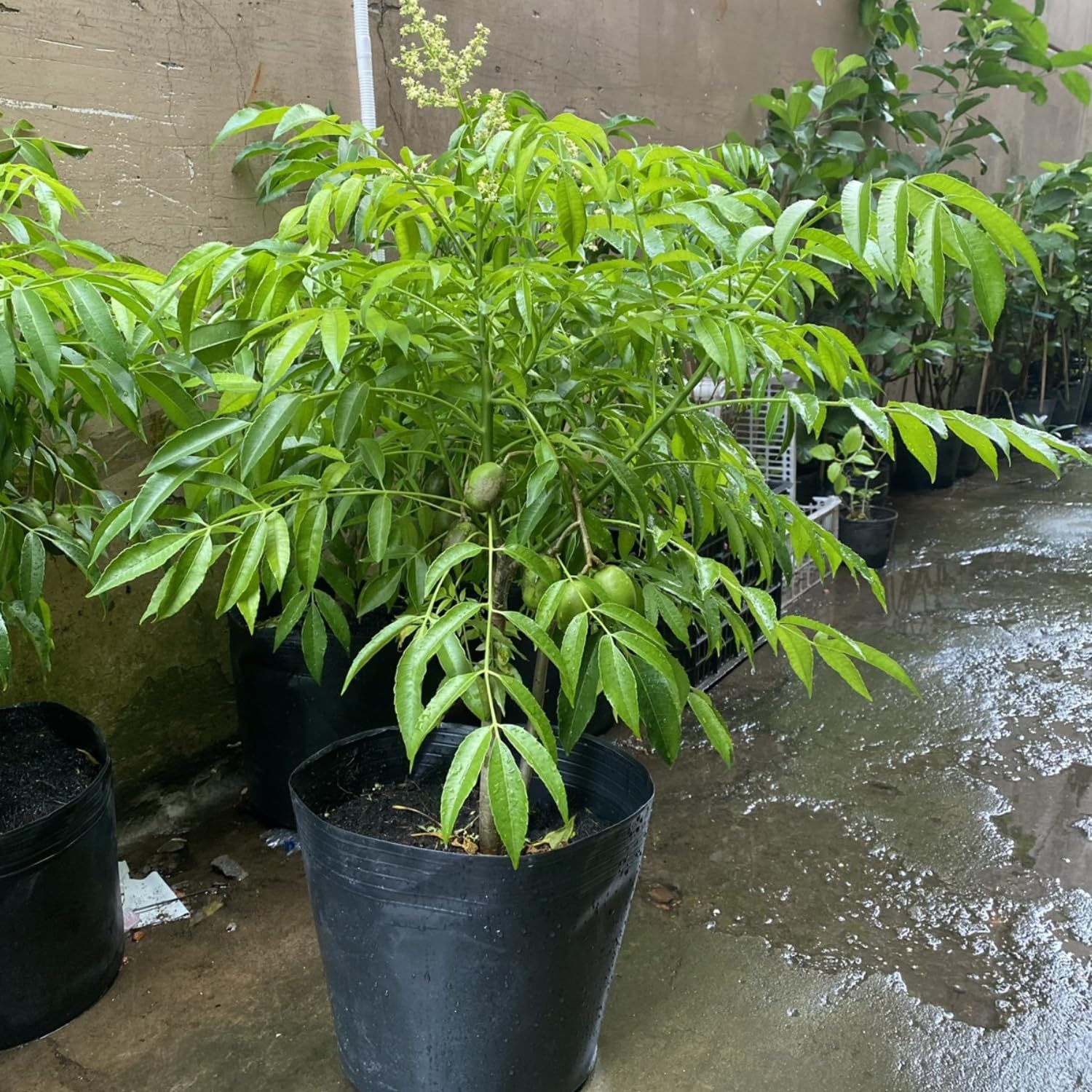 June Plum Tree Plant in 3 Gallon Pot, 2-3 Ft Tall June Plum Plant, Tropical Fruit Plants for Planting Home Garden Patio