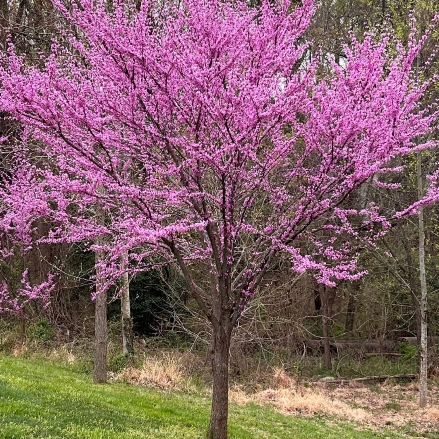 Eastern Redbud Plant Live, Red Bud Tree Live Plant, Pink Lavender Redbud Blooms Color, 1-2 Feet Tall for Outdoor Growing