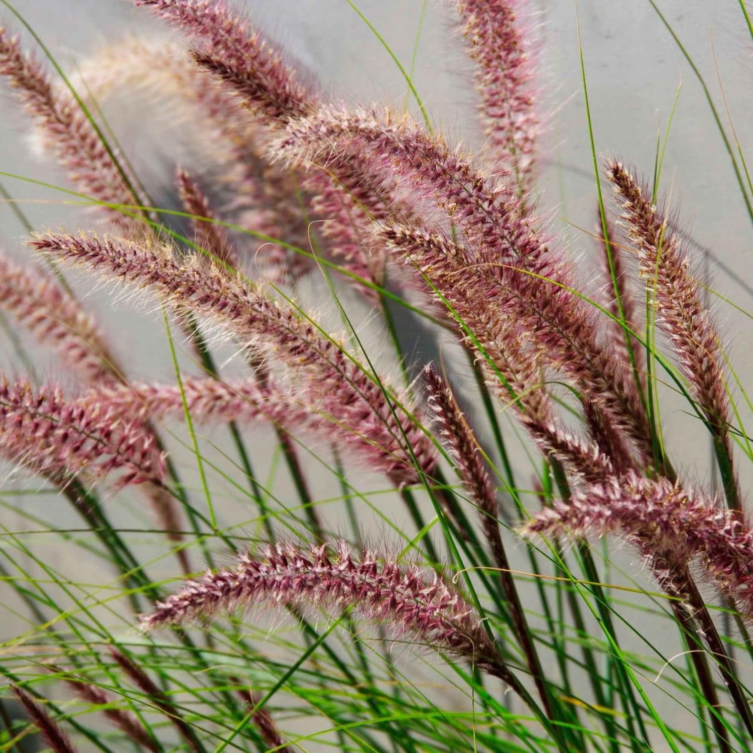 Set 2 Red Fountain Grass Plants Live, Well Rooted 4-6 Inches, Hardy Ornamental Grass for Garden or Containers