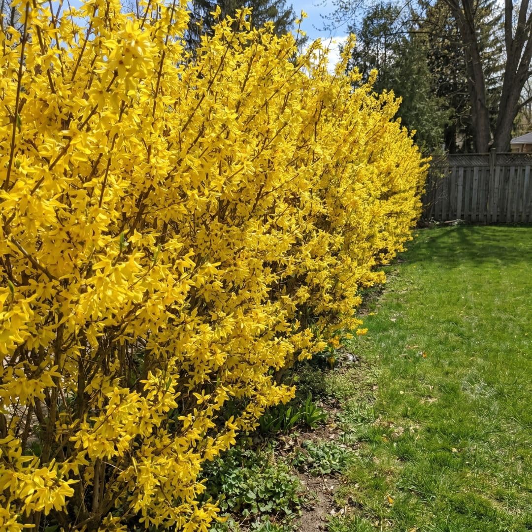 Forsythia Flowering Bush Live Plant in Pot, 6-10" Tall