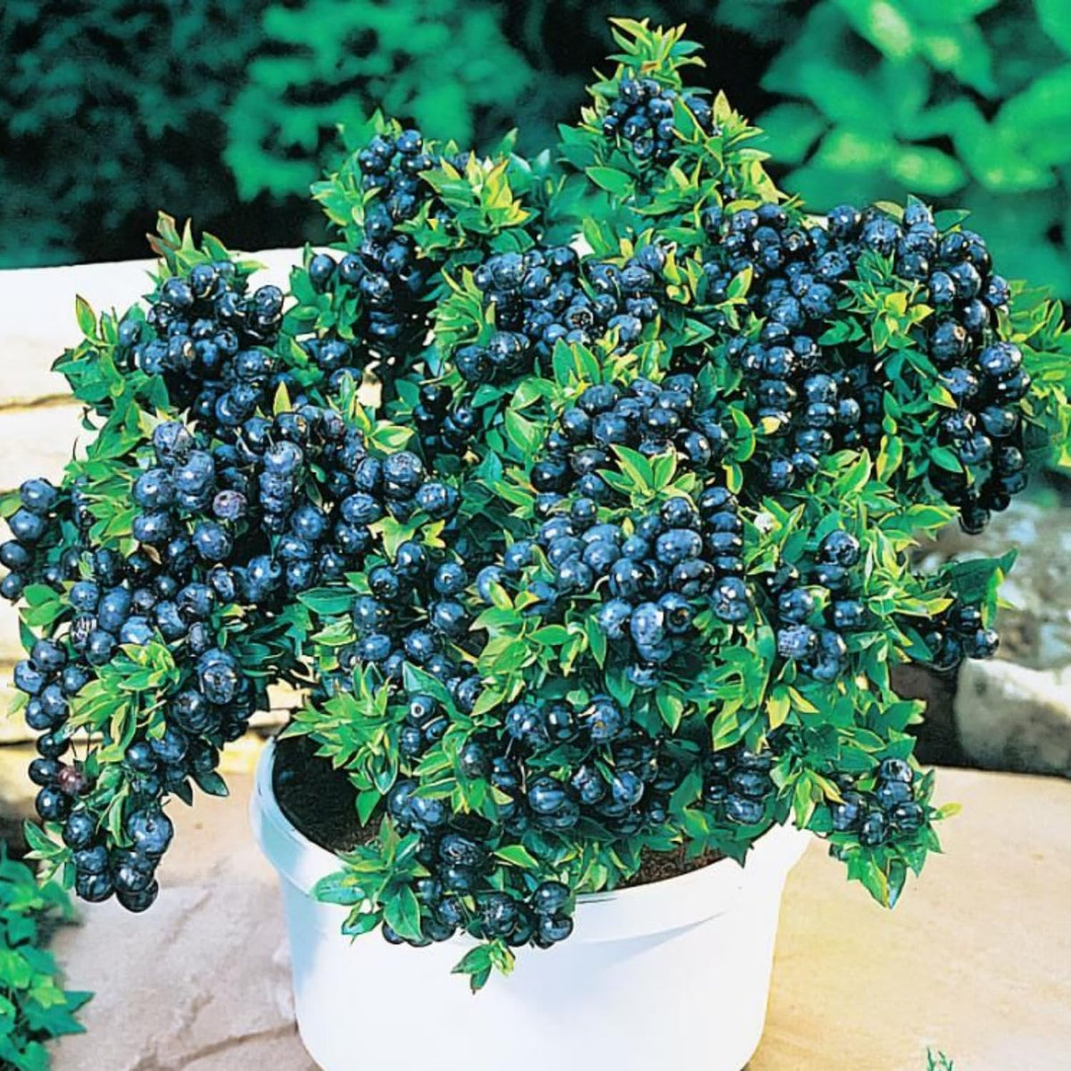 Set 2 Blueberry Bushes Live Plants, Blueberry Plants Live for Planting, Blueberry Fruit Trees, 5-9 Inch Tall (Top Hat Blueberry)