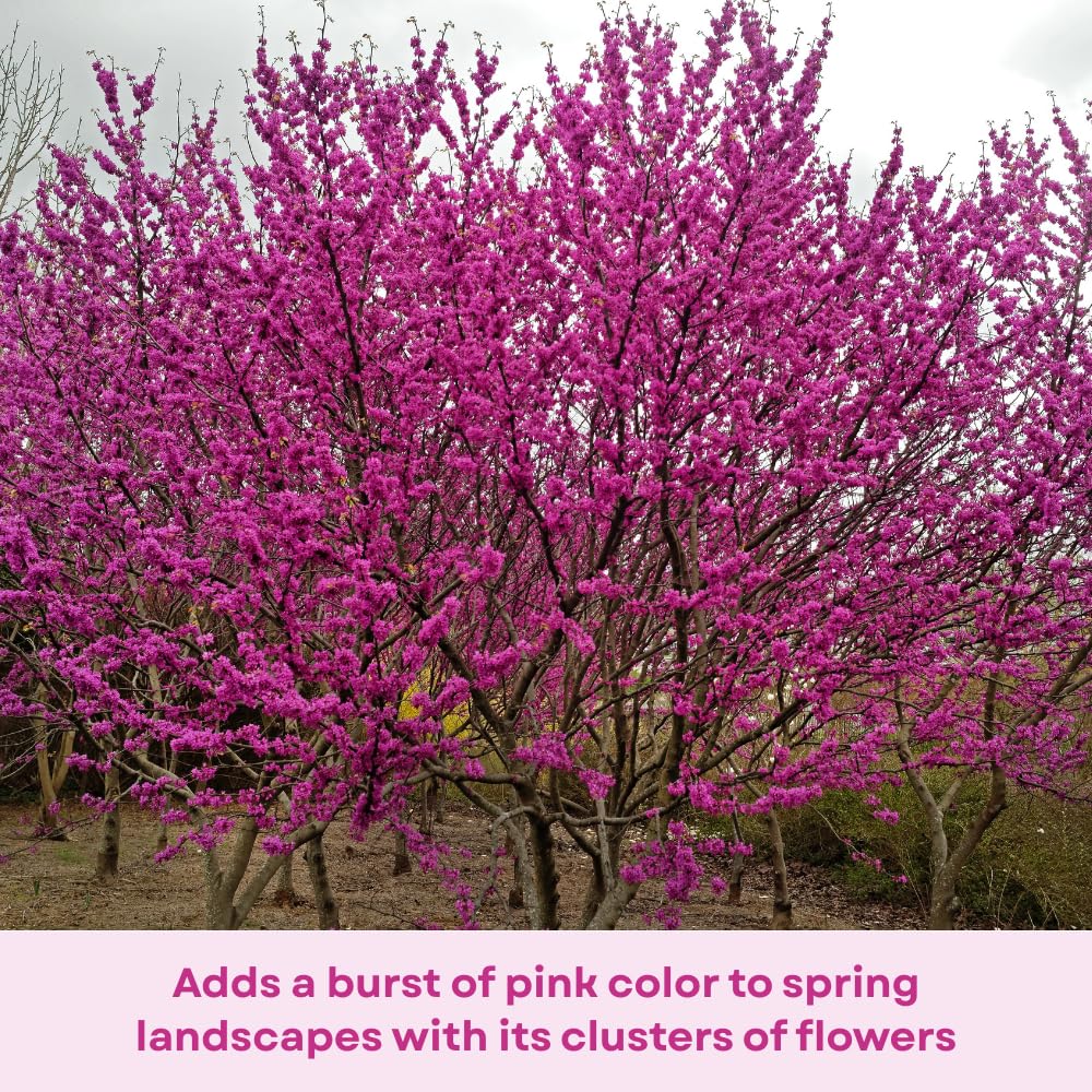 Red Bud Trees Live Plants, Redbud Plant Live, Pink Blooms, 1-2 Feet Tall, Redbud Tree for Outdoor Planting