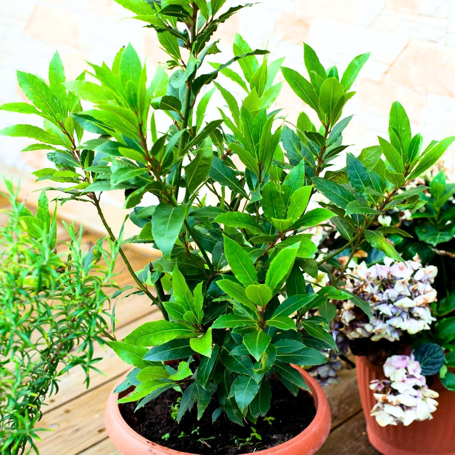 Laurus Nobilis Bay Leaf Tree Live Plant, Bay Leaf Plant Live, 5-9" Height, Sweet Bay Laurel Sweet Live Plant Indoor Outdoor Home Garden