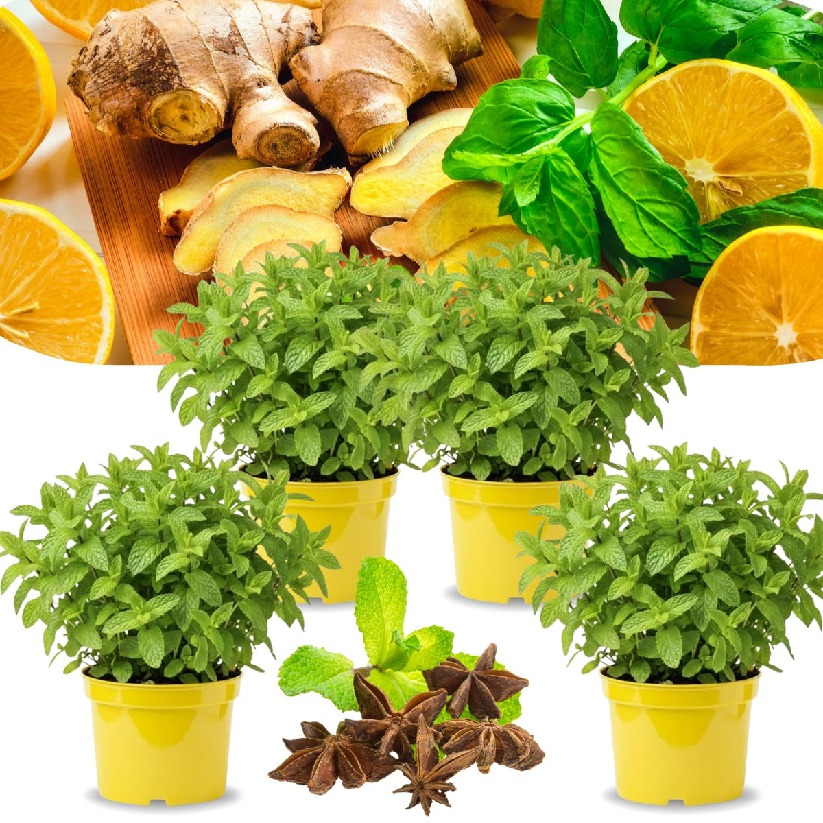 4 Mojito Mint Plants Live for Spring Planting, Fragrant Culinary Herb Mint for Indoor Outdoor Zones 3-11, Very Hardy and Fast Growing, Size 4-7" in Tall