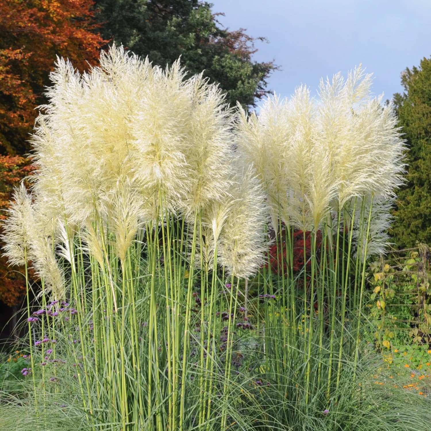 Pack 3 White Pampas Grass Plants Live Clumps, 5-9 Inch Tall, Ornamental Grasses Live Plants Perennial