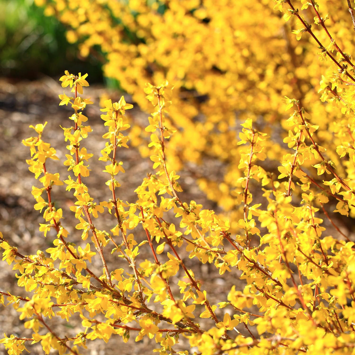 Set of 2 Forsythia Plants Live, Lynwood Forsythia Live Trees Bare Root 6-12" Tall, Dormant Hardy Flowering Shrubs for Outdoor Planting