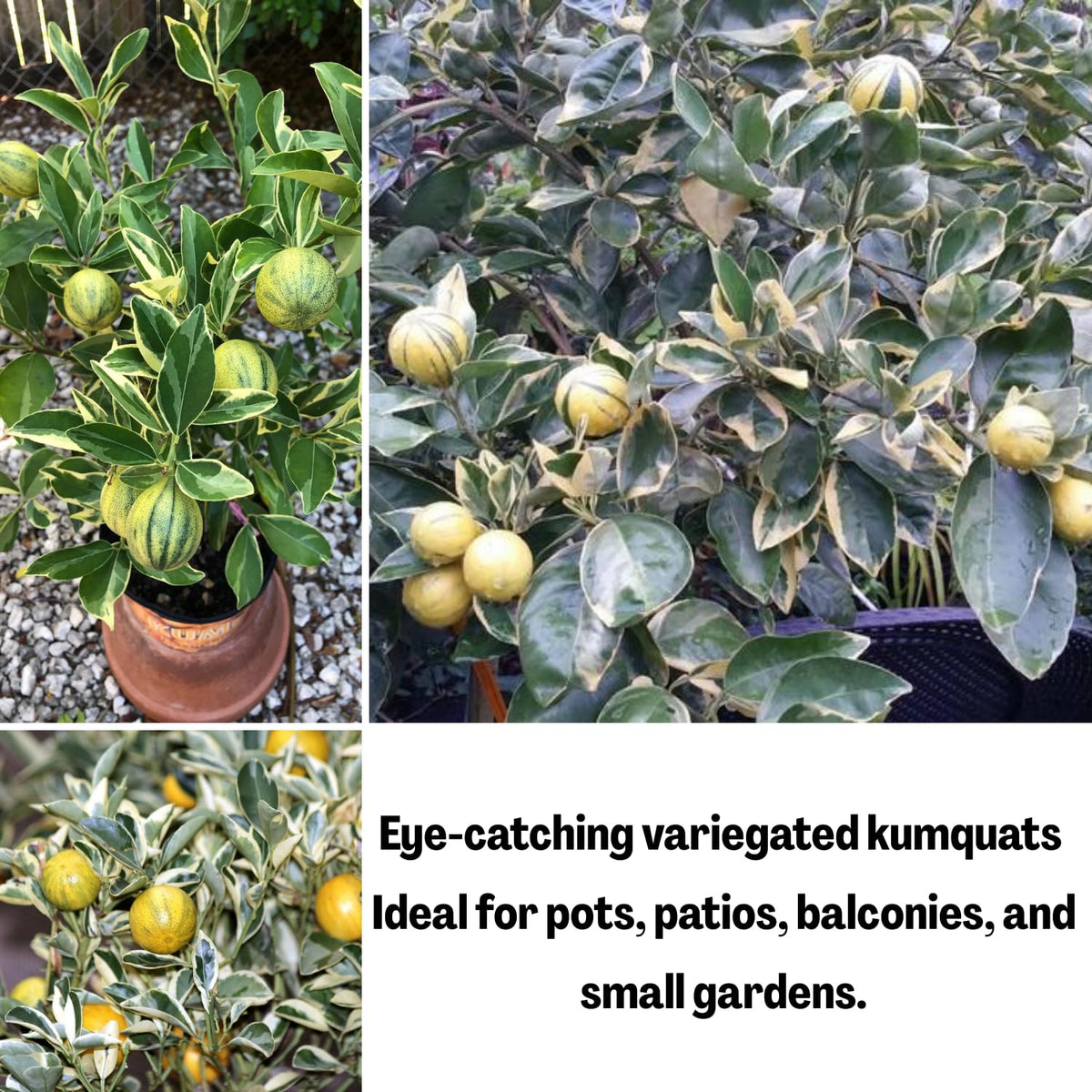 Variegated Kumquat Tree in 3 Gallon Pot, Kumquat Trees Live Plant Potted, Citrus Fruit Tree for Home Patio or Outdoor Planting