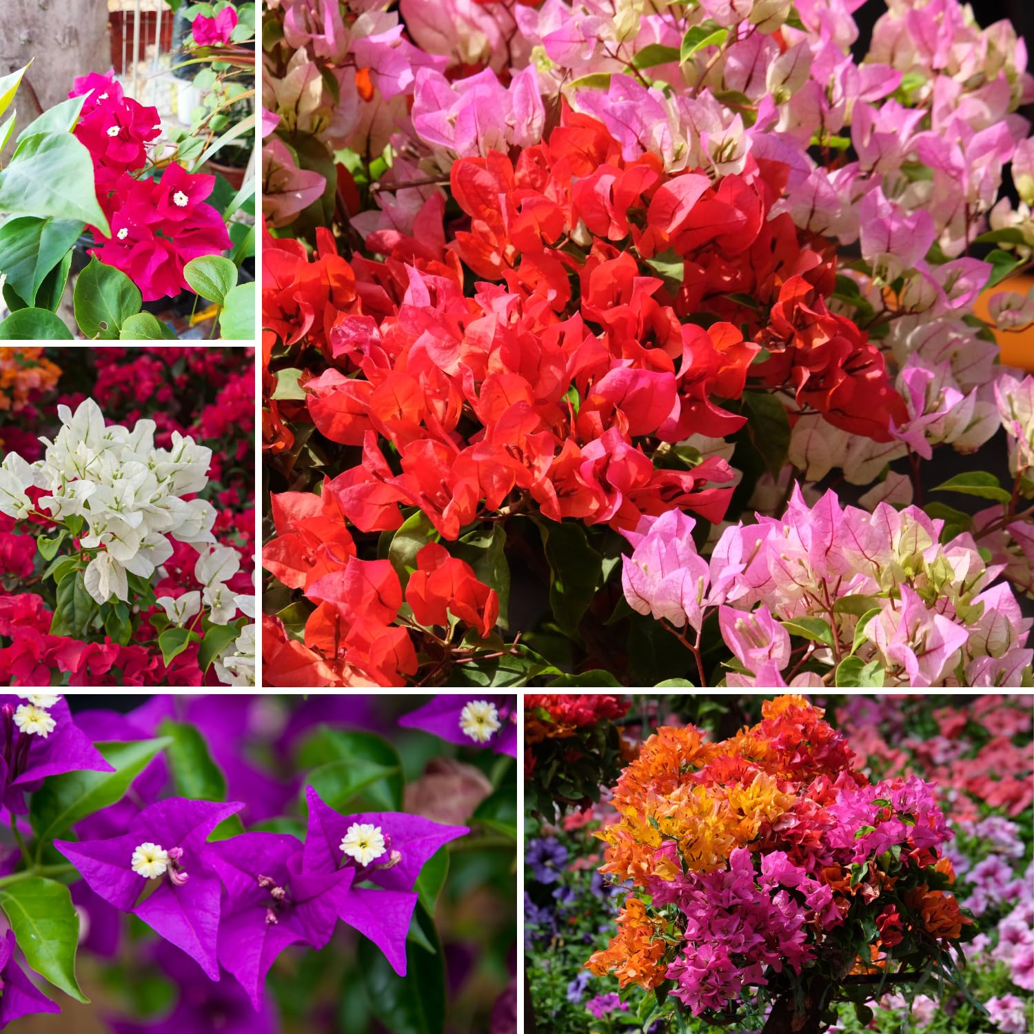 Set 3 Mix Bougainvillea Plants, 5-8" Colorful Bougainvillea Plants, Well Rooted, Perennial Tropical Blooms