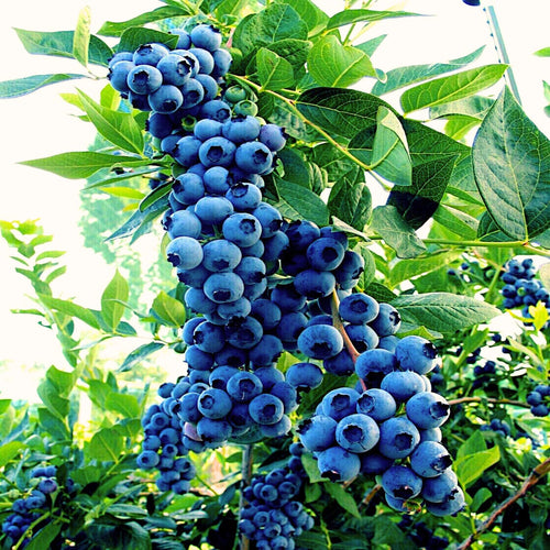 1 Blueberry Bush Live Plant, Blueberry Plant Live for Planting Outdoor, 5-9 Inch Blueberry Fruit Trees, No Pot (Sharpblue Blueberry)
