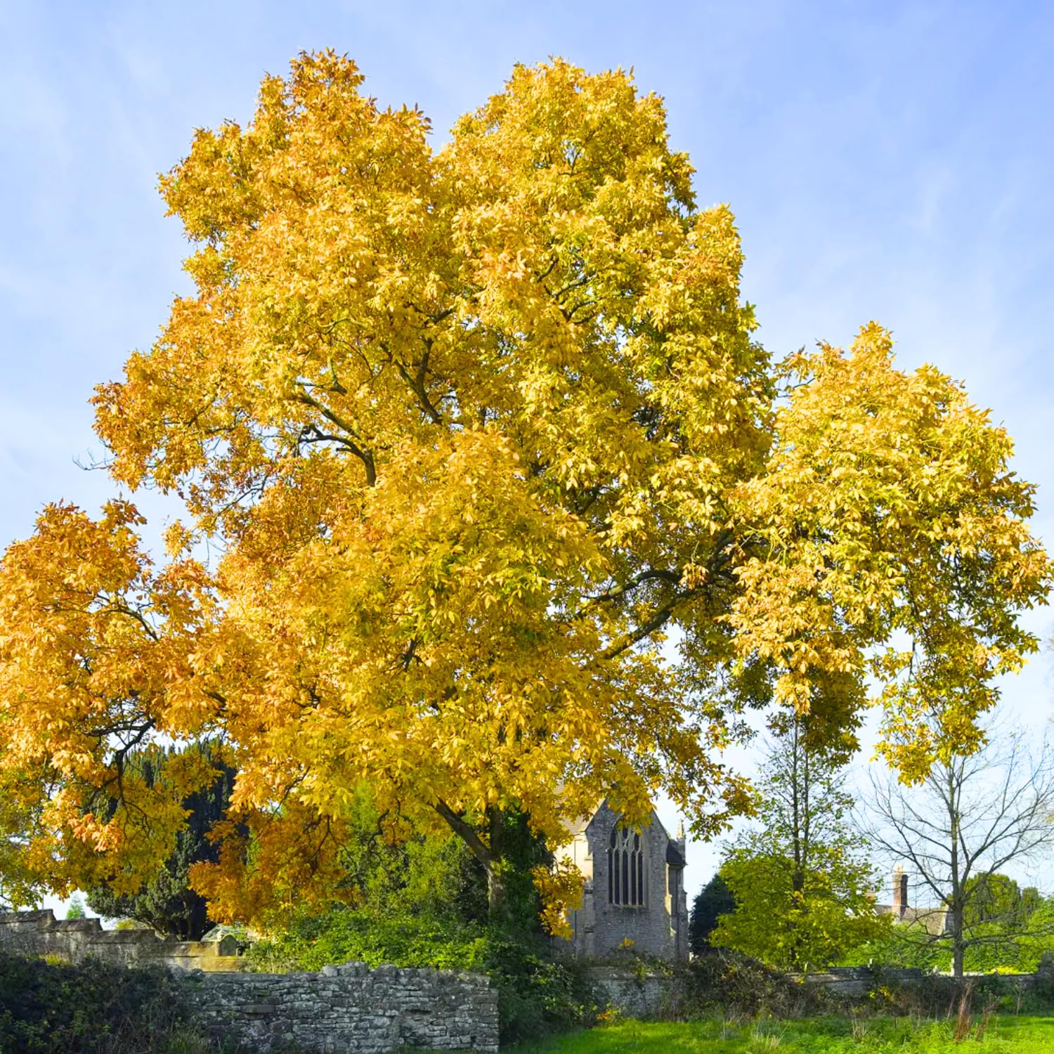 1 Year Old Hickory Tree Live Plant, Cold Hardy, Dormant, White Walnut Butternut Like, Walnuts Trees for Garden Planting, 6-12" Tall