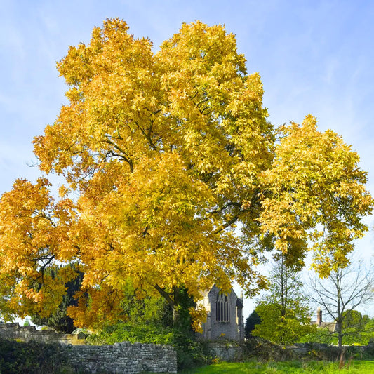 1 Year Old Hickory Tree Live Plant, Cold Hardy, Dormant, White Walnut Butternut Like, Walnuts Trees for Garden Planting, 6-12" Tall