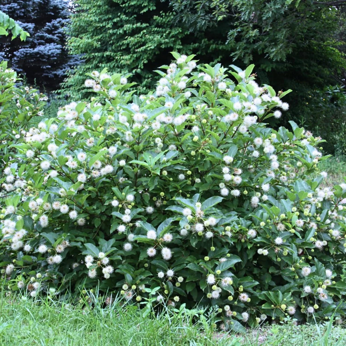 Buttonbush Plant Live, 1-2 Feet Tall Button Bush Shrub for Landscapes, Dormant in Winter