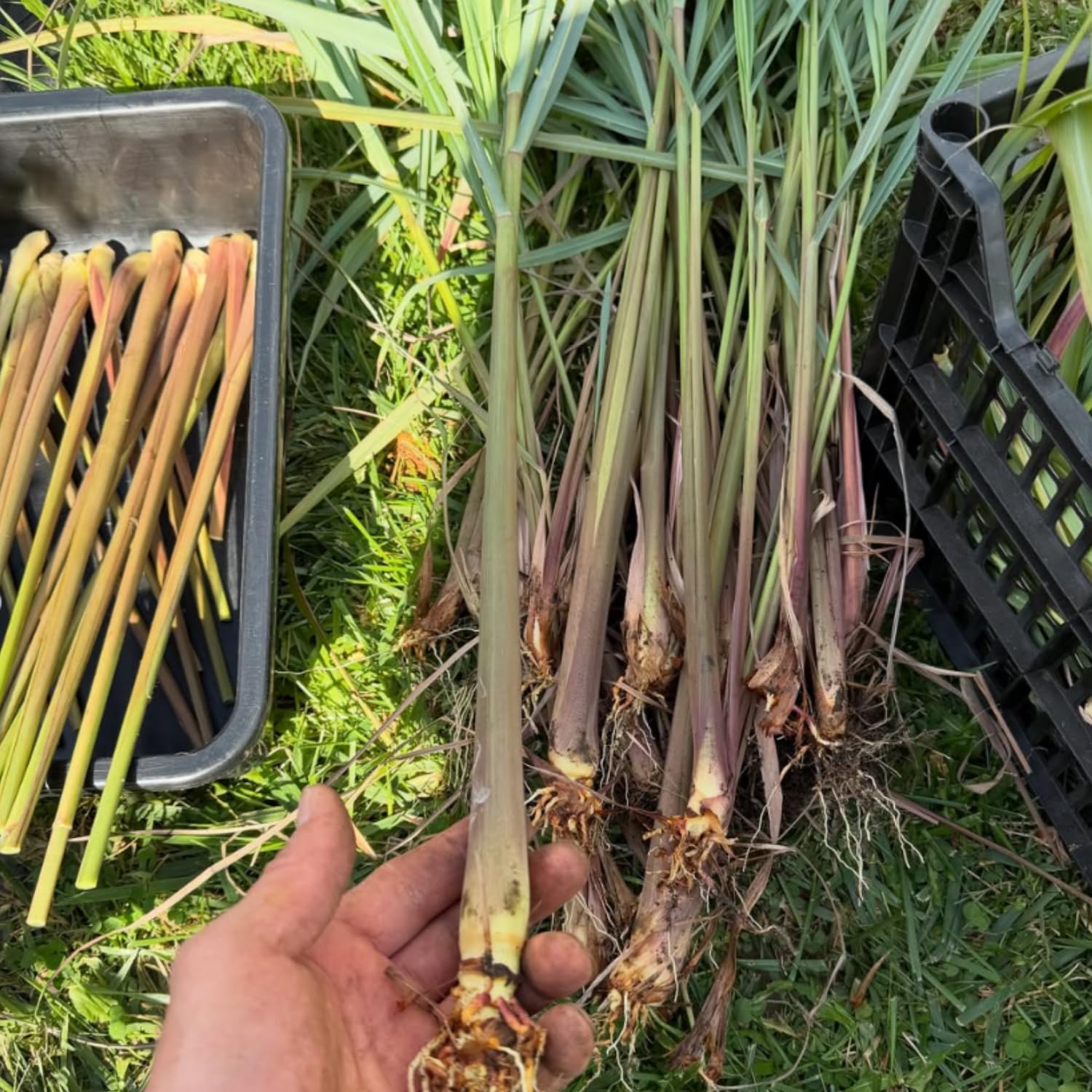 5 Lemongrass Plants Live Outdoor, Lemon Grass Herb in Gal Pot, Fresh Fragrant Lemon Grass Stalks Plants