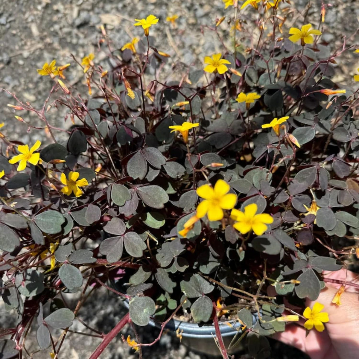 Oxalis Triangularis Live Plant, Burgundy Shamrock Houseplant with Yellow Flowers, 4-9" Tall