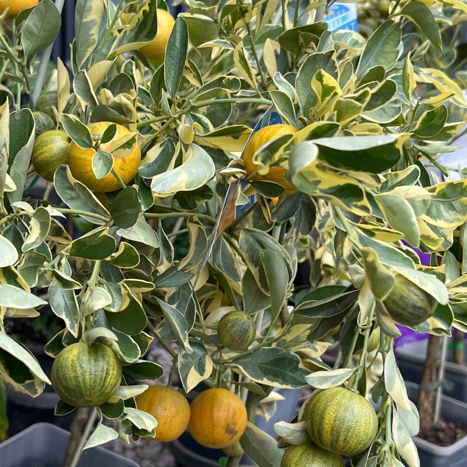 3 Years Old Variegated Kumquat Tree, Ready to Bear Fruits Citrus Plant, Ornamental and Edible Patio Fruit Tree in 5 Gallon Pot