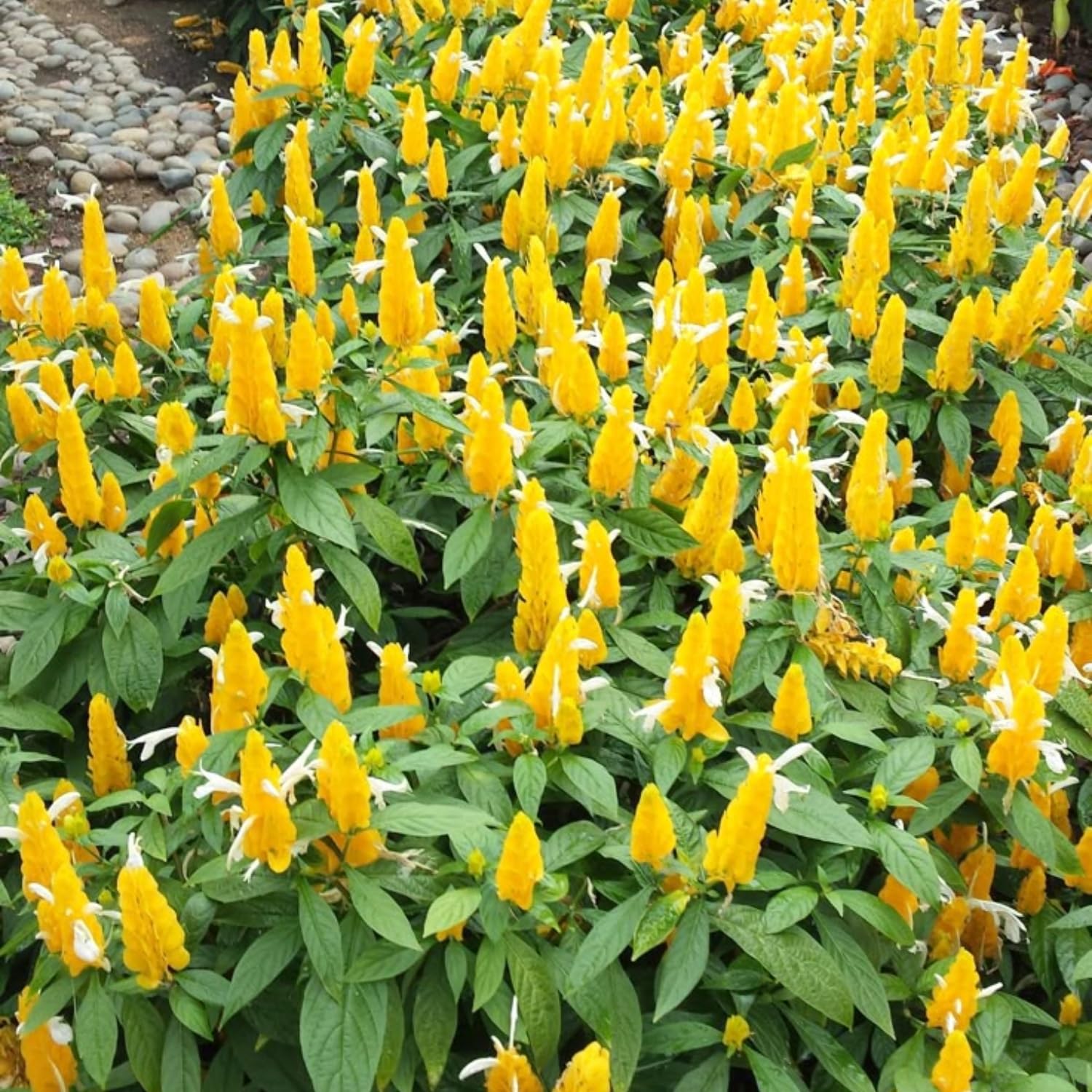 2 Yellow Shrimp Live Plants, 4-8'' Tall Live Yellow Shrimp Plant, Vibrant Flower Starter Plant for Garden or Containers, Perennial Well Rooted Plants to Grow