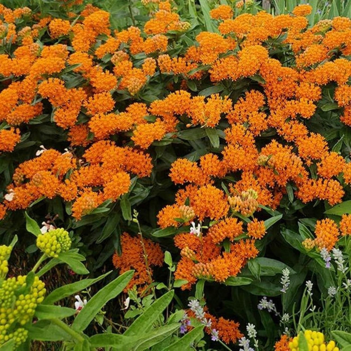 2 Milkweed Plants Live, Live Milkweed Plants, Asclepias Tuberosa Plant, 5 to 8 Inc Tall, Outdoors Gardening (Orange)