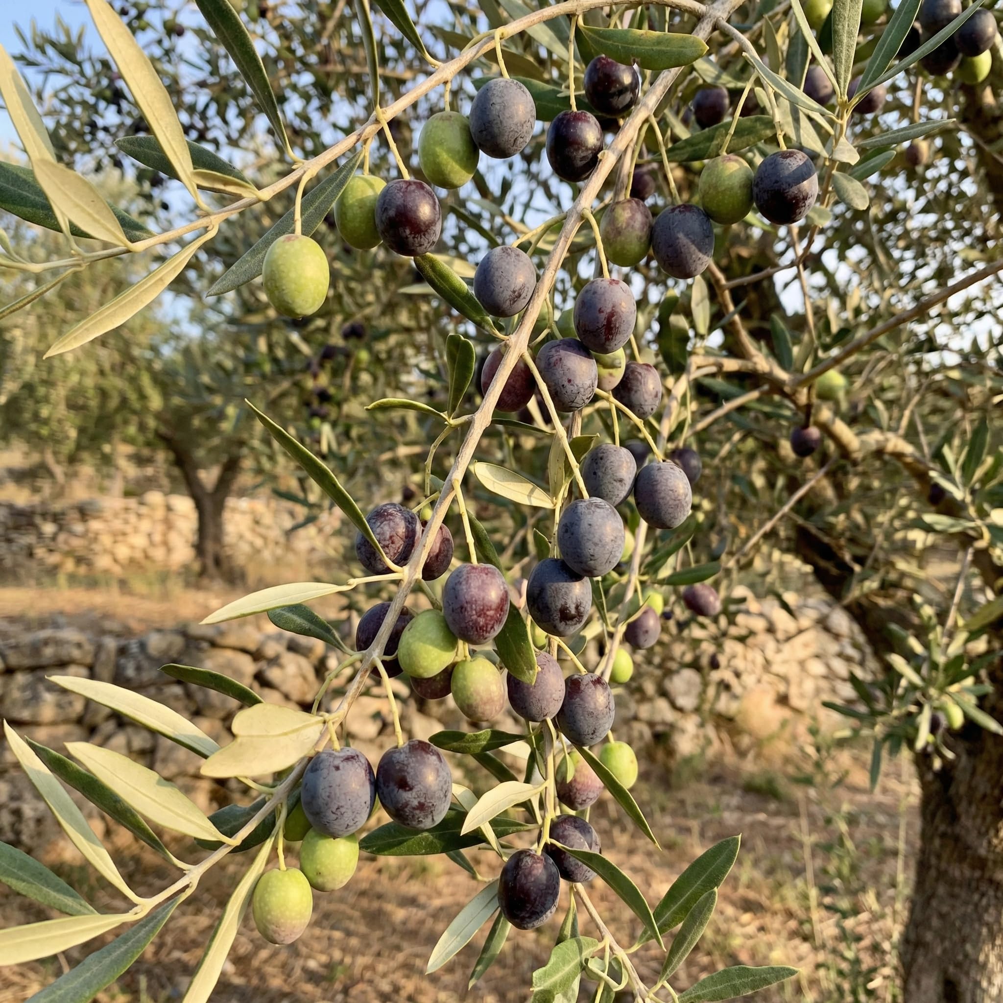 Olive Tree Live Plant in Gallon Pot, Olive Tree 2-3 Feet Tall, Outdoor Fruit Tree for Garden or Container Growing, no CA