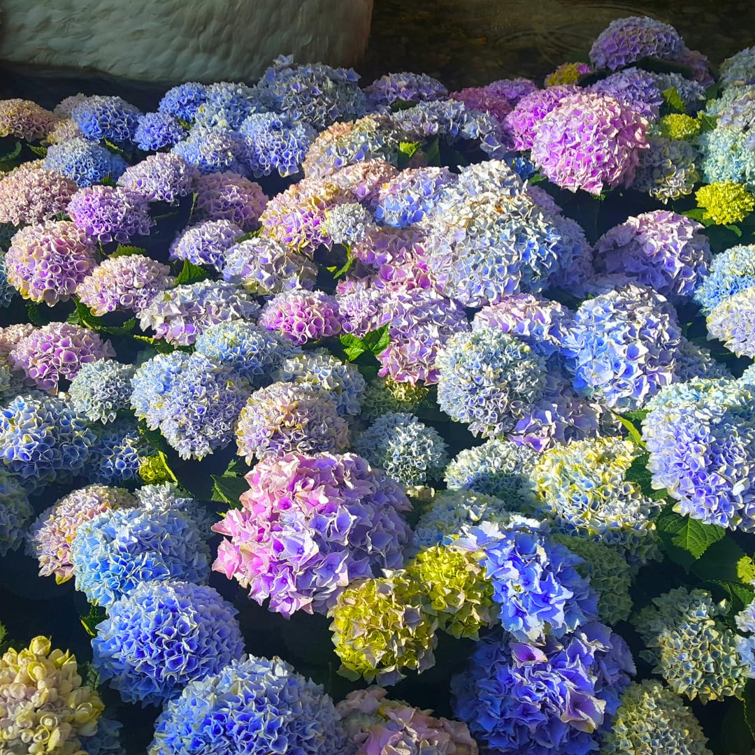 Hydrangea Plant Live for Planting, 6-12" Hydrangea Tree Live Plant, Hydrangeas Bush, Dormant, No Leaf, No Pot (Blue to Pink)