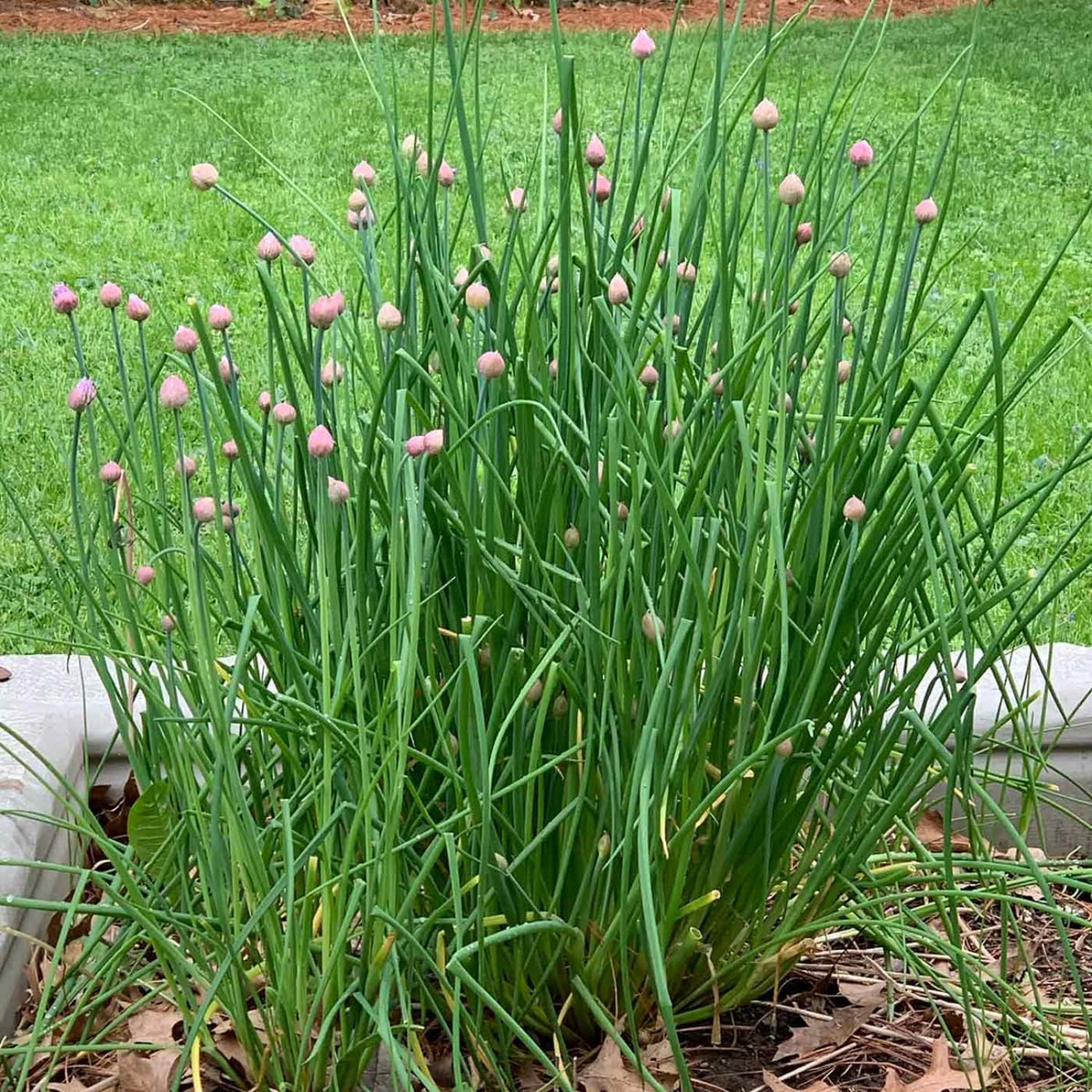 Pack of 3 Chives Plants Live, Heirloom Leeks Chives Herb, 4-8” Tall