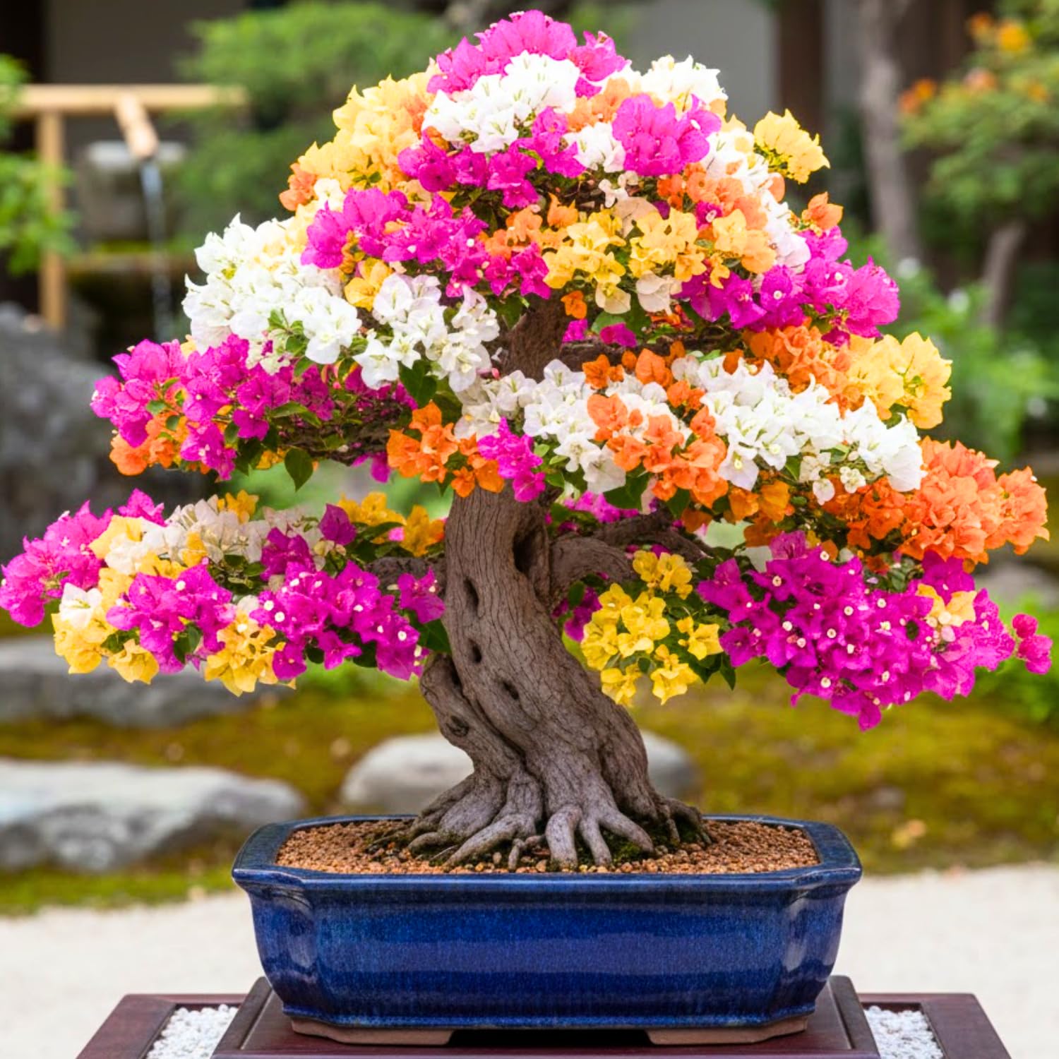 4 Multicolor Bougainvillea Plants Live, 4–8 Inch Tall Well-Rooted Tropical Climbing Flower Vines