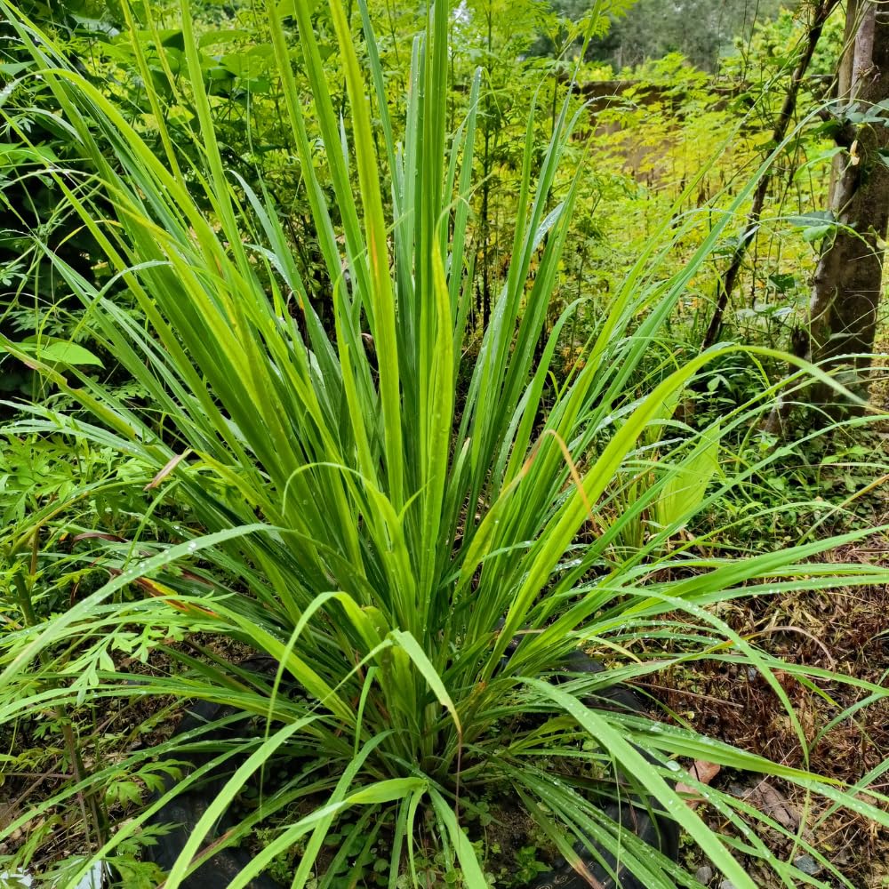 Pack 5 Lemon Grass Live Plant, Perennial and Fragrant Bush, Lemongrass Seedlings Well Rooted in 1 Gal Pot