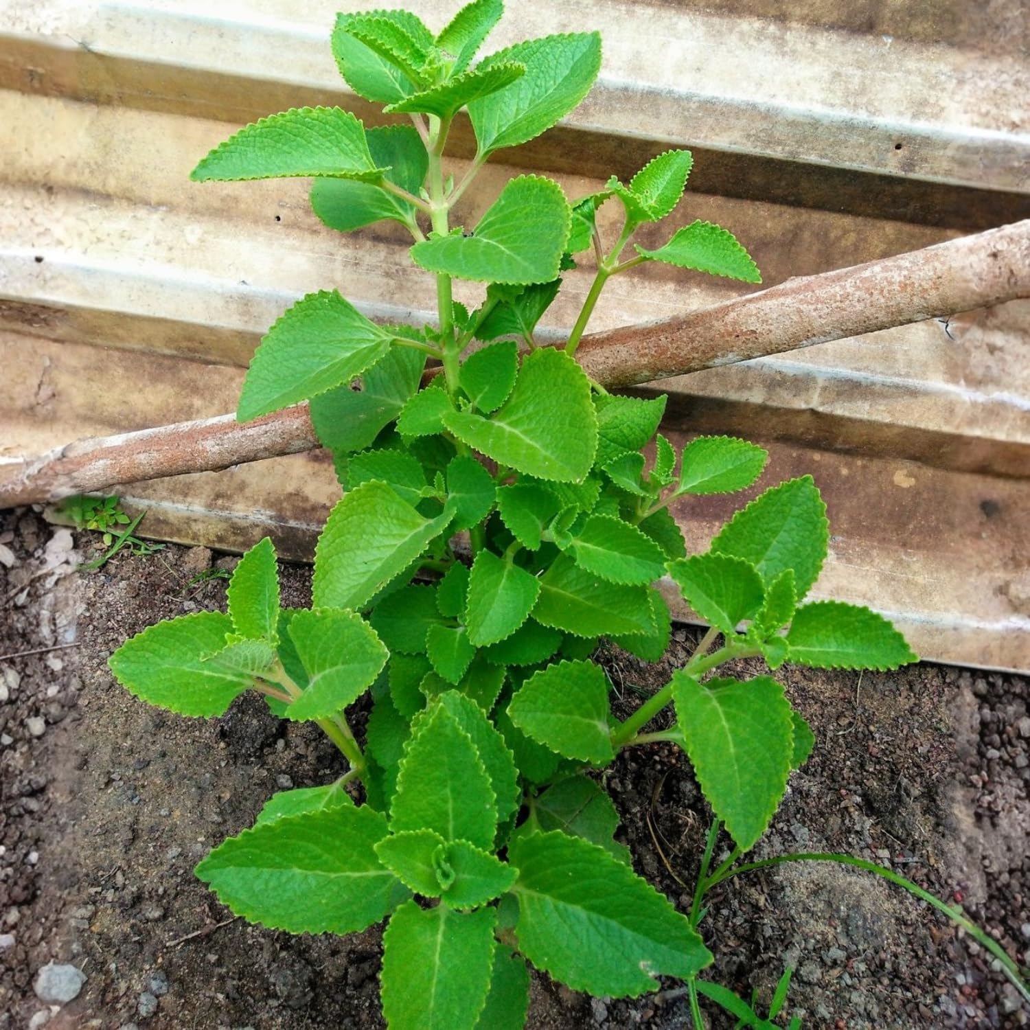 Set 2 Cuban Oregano Live Plants, Well Rooted Oregano Herb Plants 4-8 Inches, Indoor Outdoor Growing