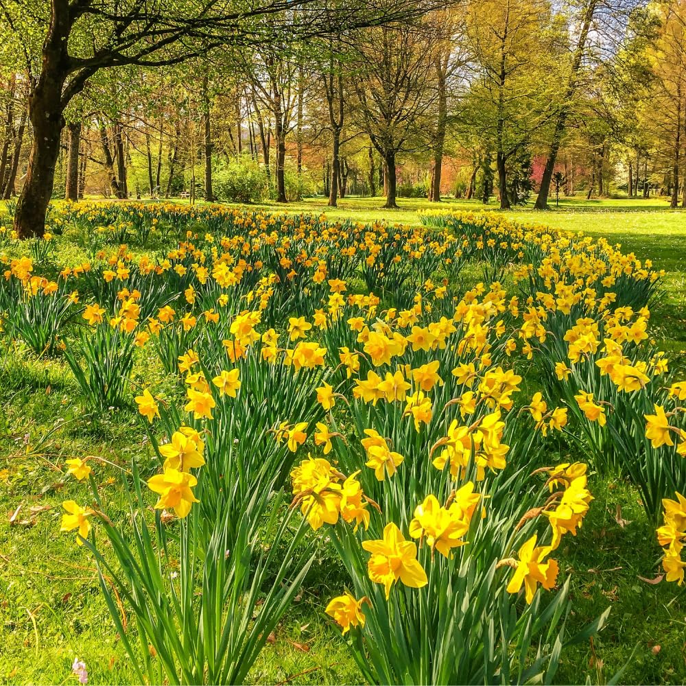 50 Top Size Daffodil Bulbs for Planting, Bulk Blooming Narcissus, Spring Bloom, Fall and Year-Round Planting, Cold Hardy, Large Bulbs