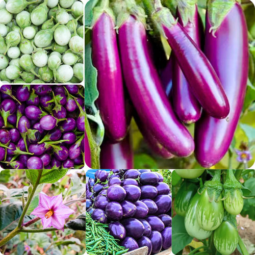 200 Mix Eggplant Seeds for Planting - White, Purple, Green Eggplant Varieties - Vegetable Seeds