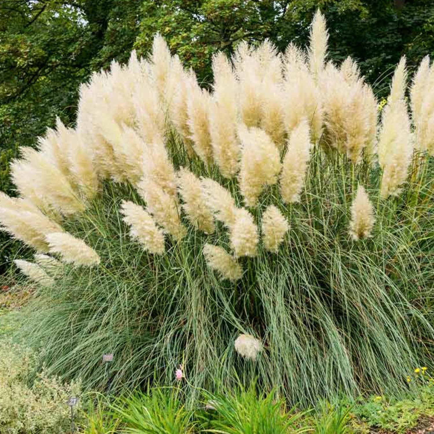 2 Pampas Grass Plants Live, Tall Ornamental Perennial Grass for Landscaping, 5-9 Inch Height Well Rooted (White Pampas Grass)